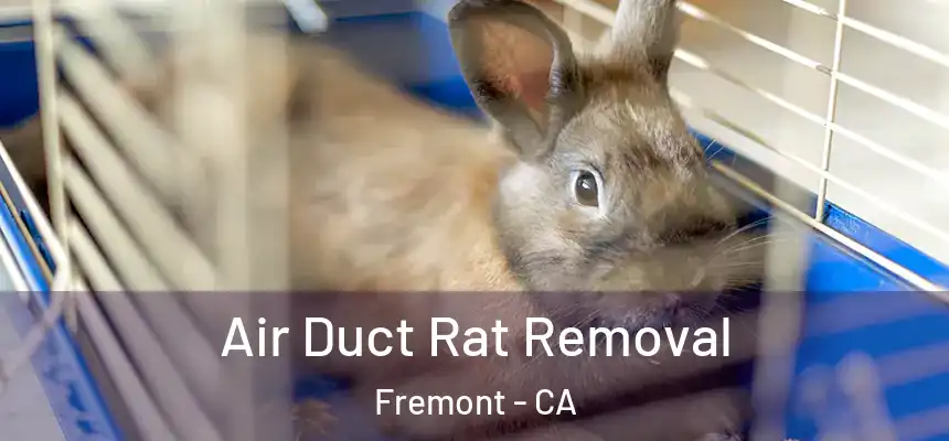 Air Duct Rat Removal Fremont - CA