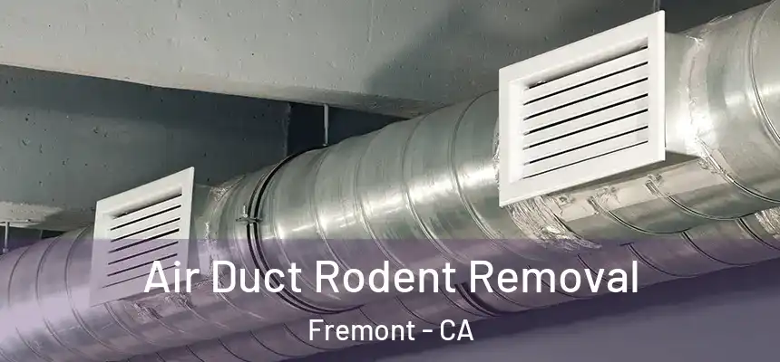 Air Duct Rodent Removal Fremont - CA